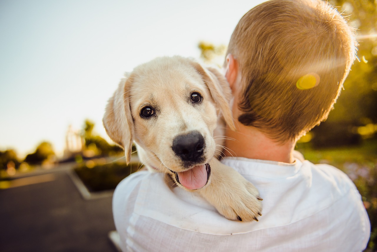 Was kann man tun, um beim Hund Stress abzubauen?