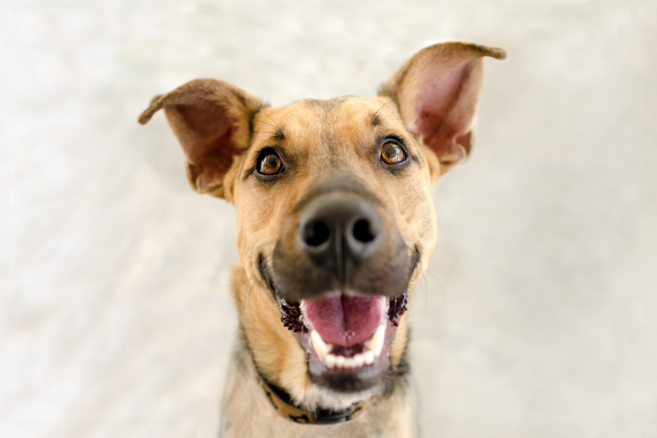 Zahngesundheit beim Hund