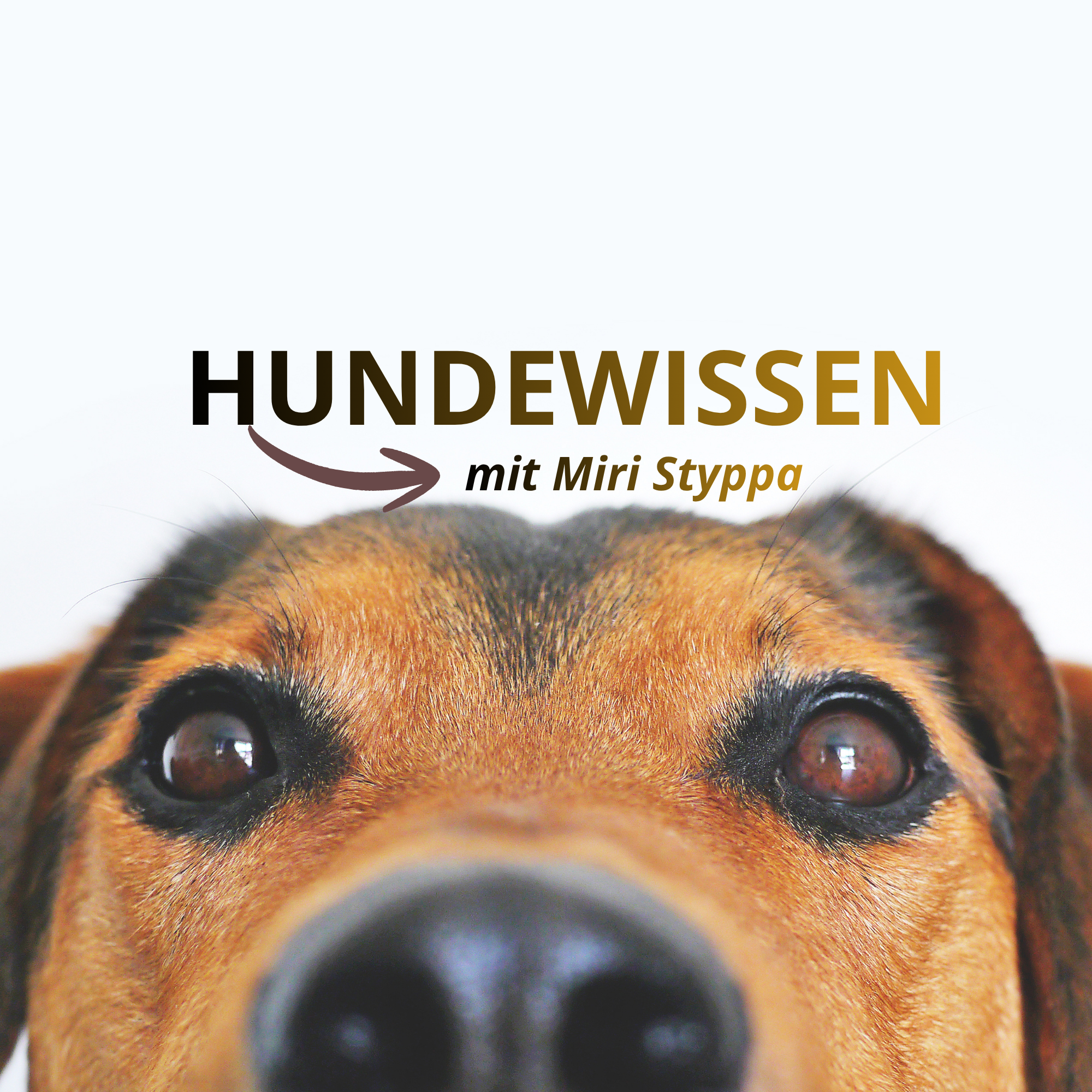 🎙️SWR1 Interview: Hundeanschaffung