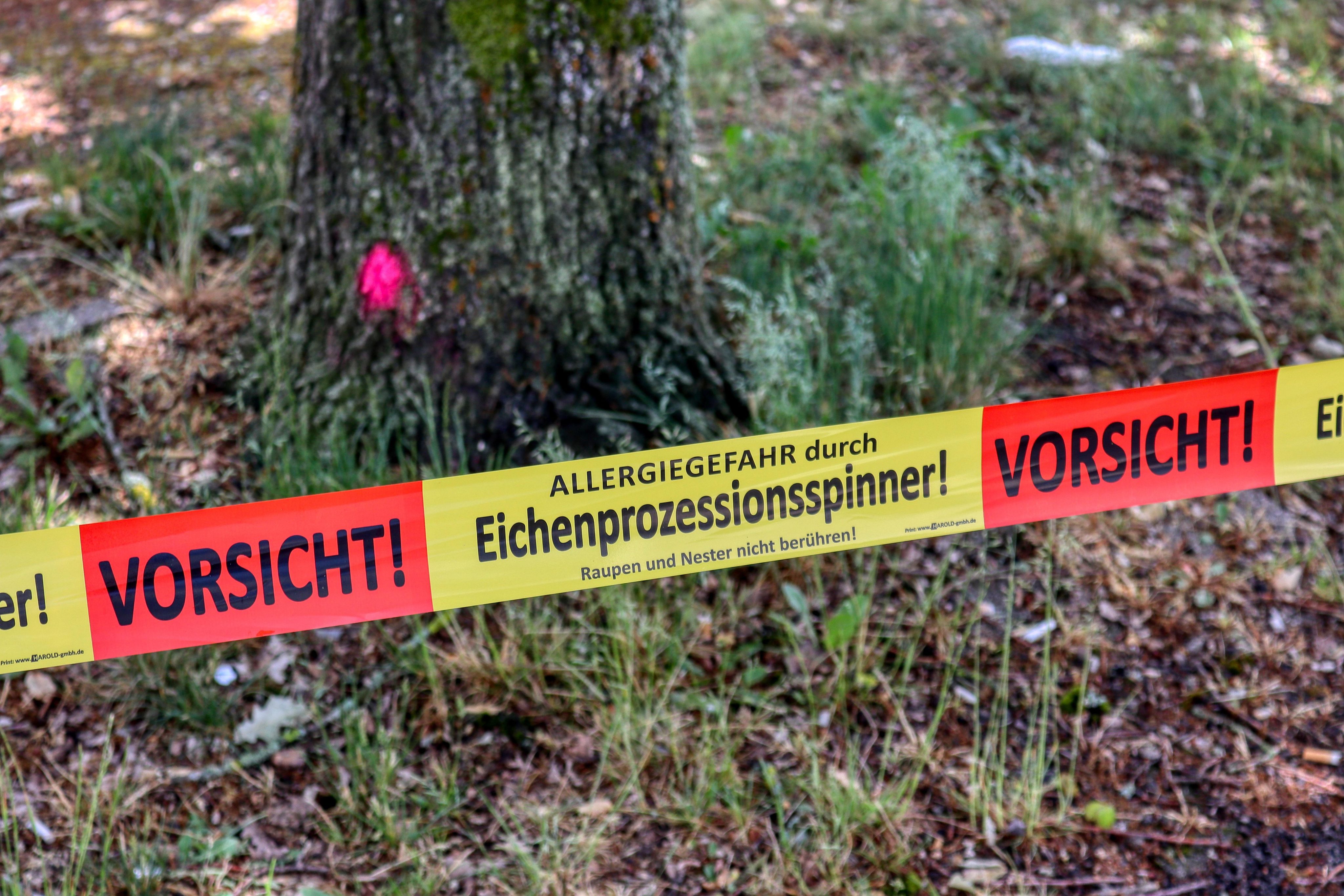 Eichenprozessionsspinner - Gefahr für den Hund?