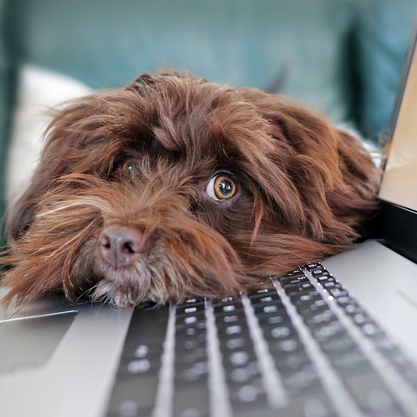 Braunhaariger Hund liegt auf einer Laptop-Tastatur und sieht neugierig in die Kamera.