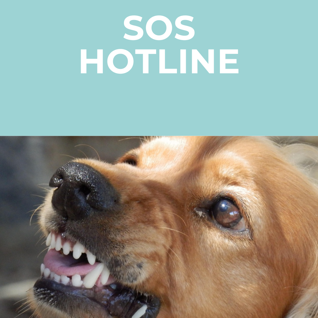 Brauner Hund mit offenem Maul und sichtbar zähnefletschend, darüber der Text "SOS HOTLINE".