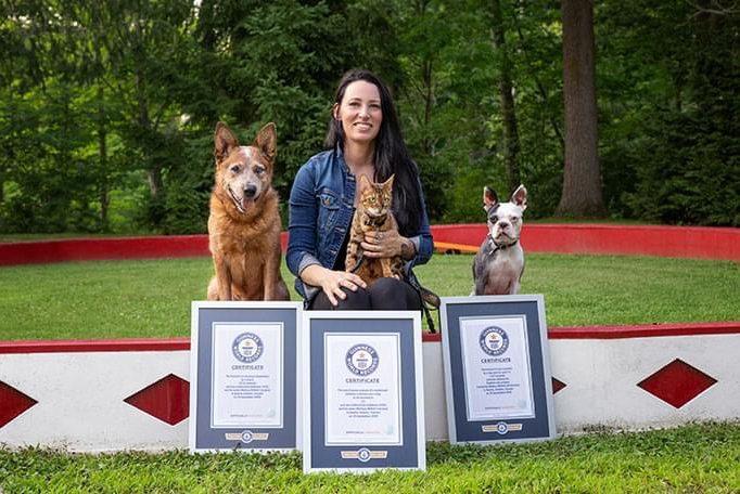 Kurs Hund Hund Aggression-Gassi gehen ohne Nervenzusammenbruch Zwei Hunde, ein Border Collie und ein Labrador, bellen sich auf einem Waldweg an.