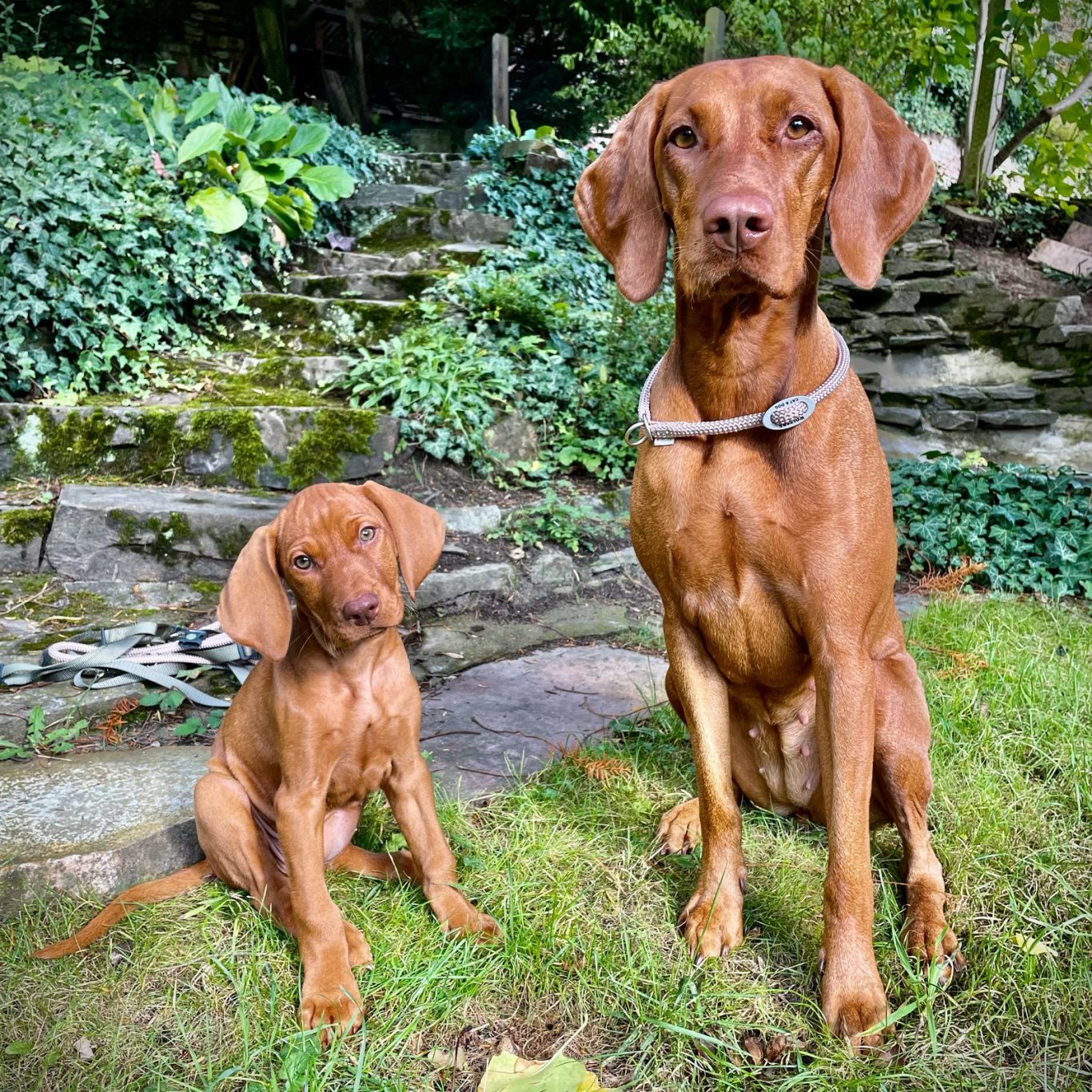 Mann und Hund sind im Training mit Leckerlies auf einer Wiese beim Pfötchenhof Pfalz in der Einzelstunde
