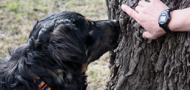 Ein Hund schnüffelt an einem Baum, während eine Hand auf den Baum zeigt.