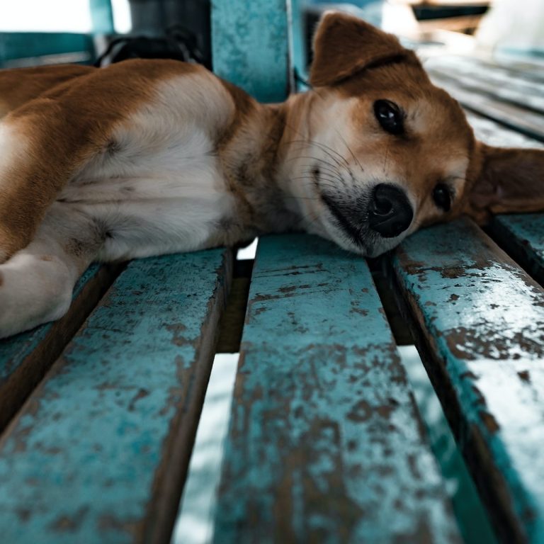 Ein entspannter Hund liegt auf einer abgenutzten, blauen Holzbank. Kurs Hundeverhaltensberater Theorie beim Pfötchenhof Pfalz