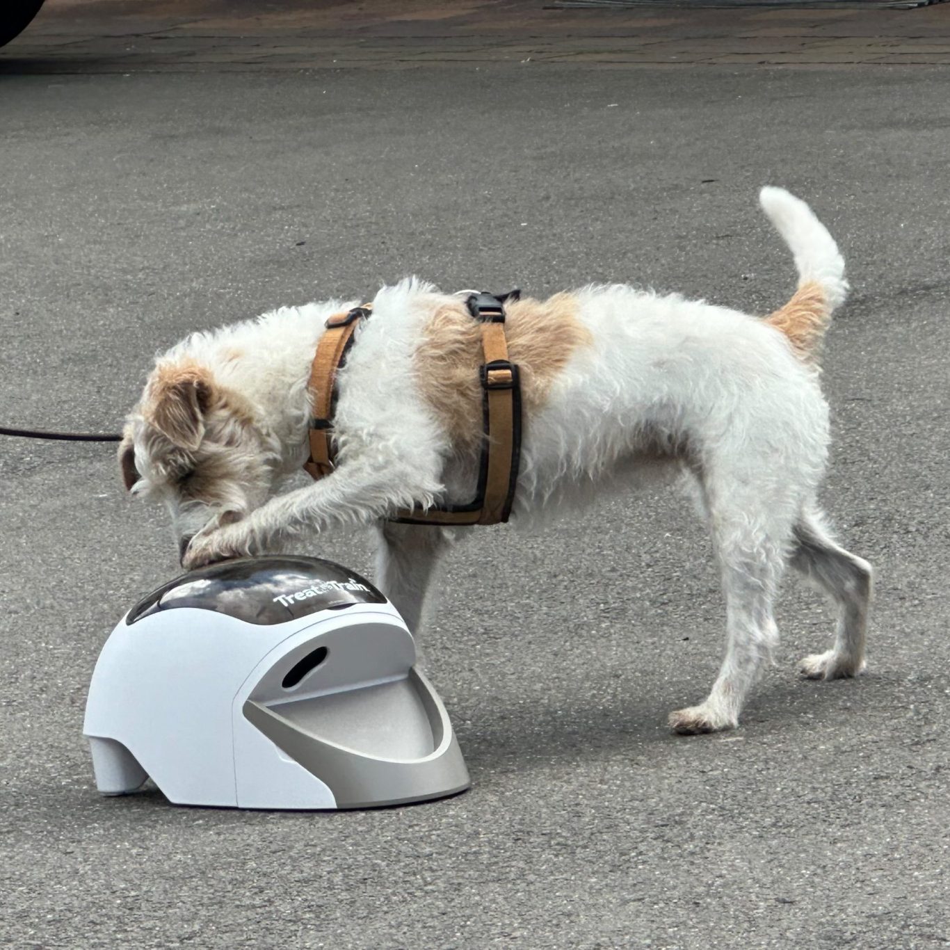 Ein Hund untersucht eine futuristische Futterstation auf dem Boden. Einzelstunden Hundeschule Pfötchenhof Pfalz.